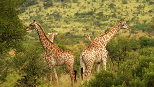 Essências da África Austral - Zimbábue, Botswana & África do Sul