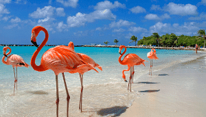 Aruba