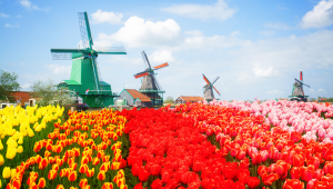 Holanda Florida com B�lgica e Fran�a 